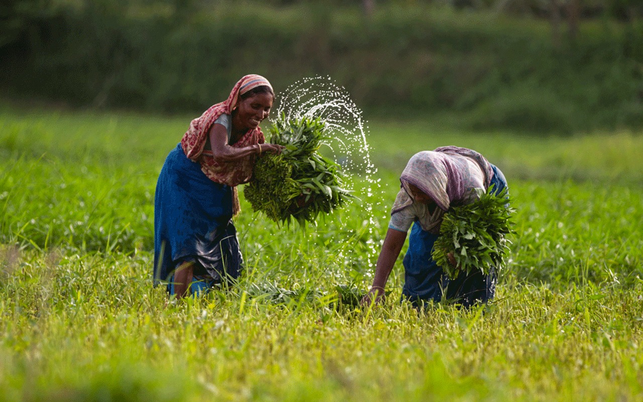 agriculture of bangladesh essay